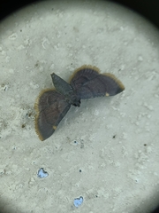 Hypsopygia