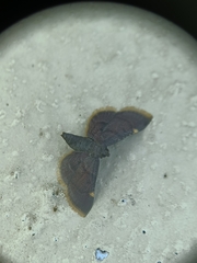 Hypsopygia