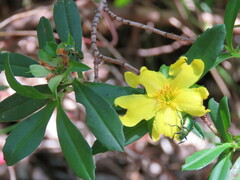 Hibbertia cuneiformis