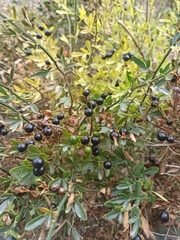 Chrysojasminum fruticans