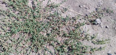 Polygonum aviculare
