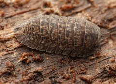 Armadillidae