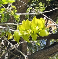 Crotalaria agatiflora
