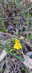 Hibbertia exutiacies