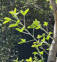 Crotalaria agatiflora