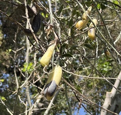 Crotalaria agatiflora