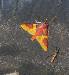 Pachynoa purpuralis