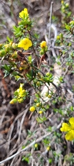 Hibbertia exutiacies