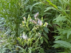 Erechtites hieraciifolius