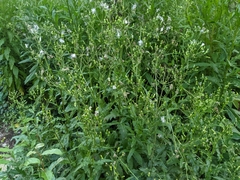 Erechtites hieraciifolius