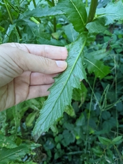 Erechtites hieraciifolius