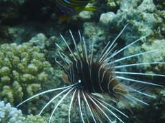 Pterois cincta