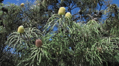 Banksia speciosa