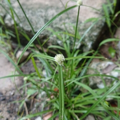 Cyperus mindorensis