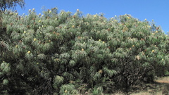 Banksia speciosa