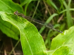 Pseudagrion coeleste