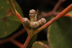 Eucalyptus baxteri