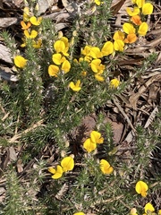 Aspalathus laricifolia