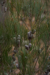 Allocasuarina grampiana