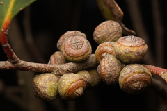 Eucalyptus baxteri