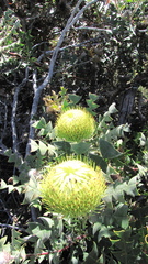 Banksia baxteri