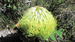 Banksia baxteri