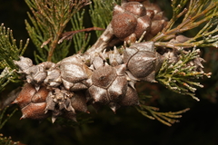 Callitris rhomboidea