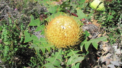 Banksia baxteri