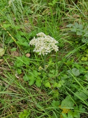 Heracleum sphondylium