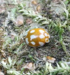 Calvia decemguttata