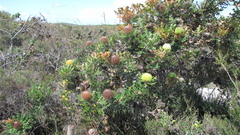 Banksia baxteri