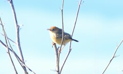 Cisticola exilis