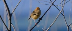 Cisticola exilis