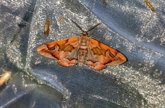 Hypochrosis binexata