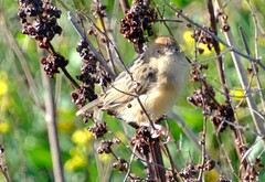 Cisticola exilis