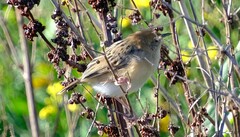 Cisticola exilis