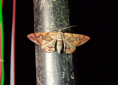 Hypochrosis binexata
