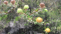 Banksia baxteri