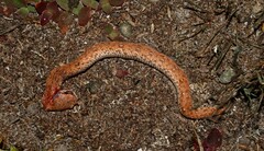 Bitis schneideri