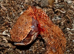 Bitis schneideri