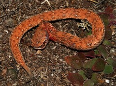 Bitis schneideri