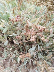 Atriplex portulacoides