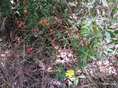 Hibbertia cuneiformis