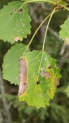 Harmandiola globuli