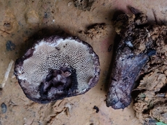 Sarcodon portoricensis