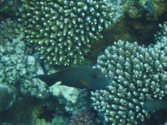 Ctenochaetus striatus