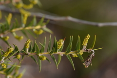 Acacia oxycedrus