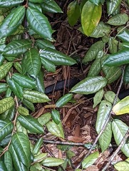 Coluber constrictor constrictor