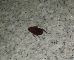 Periplaneta japonica