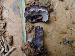 Sarcodon portoricensis